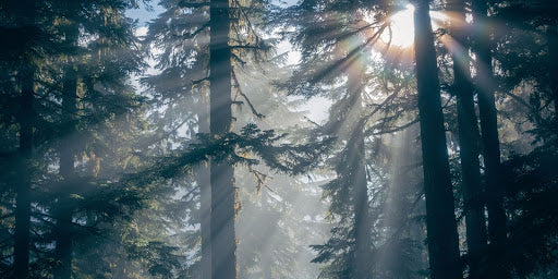 A Closer Look at the Seductive Fragrance of Oud blog image by Scents of Wood