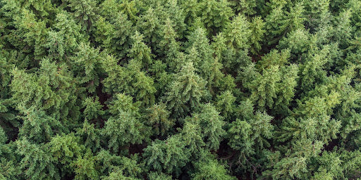 Embrace Winter with three Stunning Fragrances Blog Image by Scent of Woods