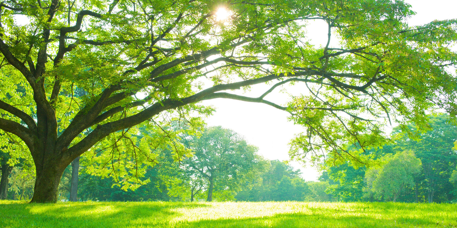 Exploring NFTs with a Wood Fragrance Twist Blog Image