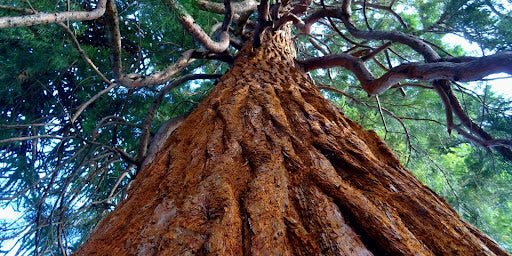 Get to Know Our Fragrances with these Perfumery Terms blog image