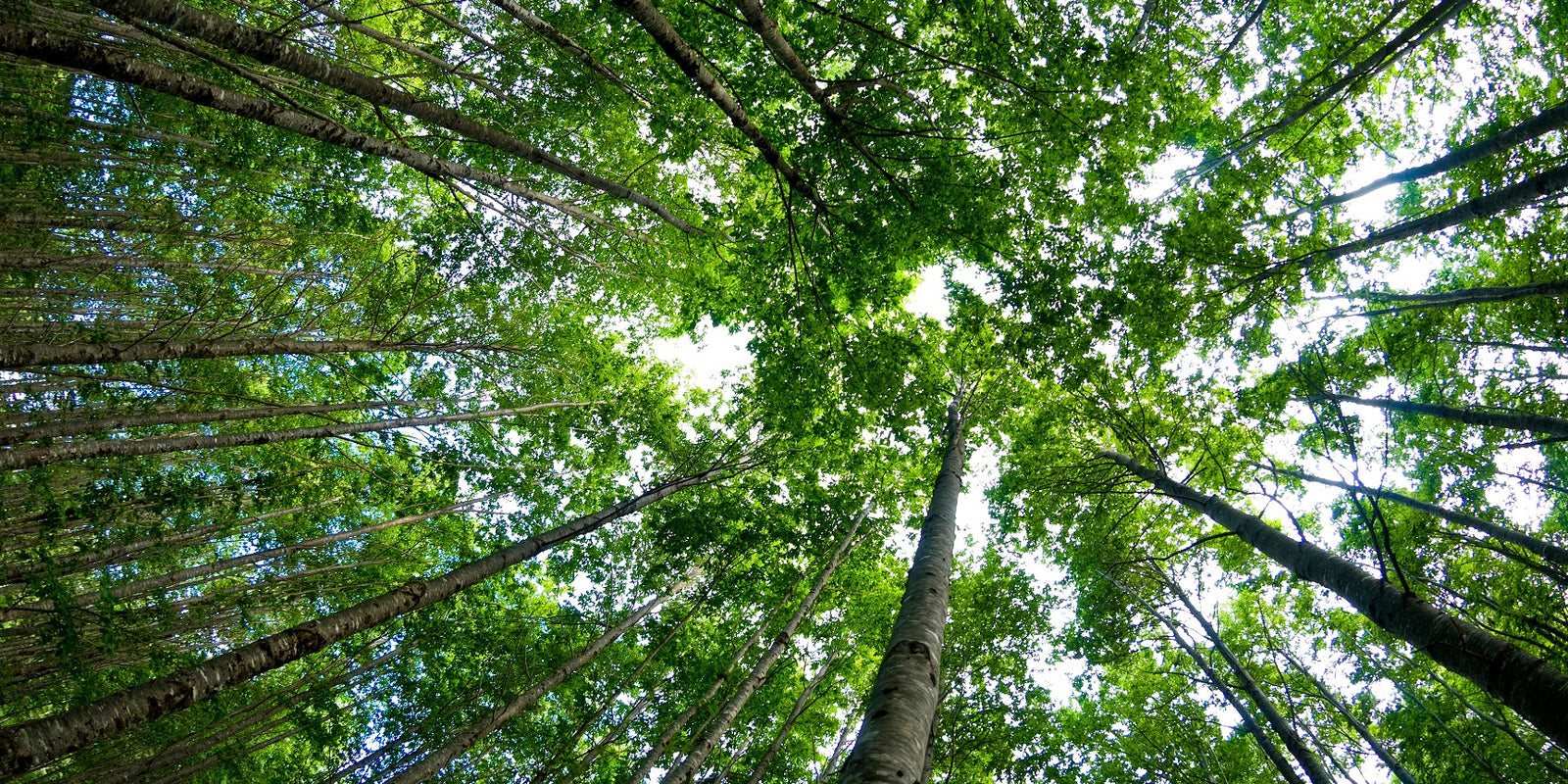 How The Hidden Life of Trees Inspires Our Fragrances Blog Image