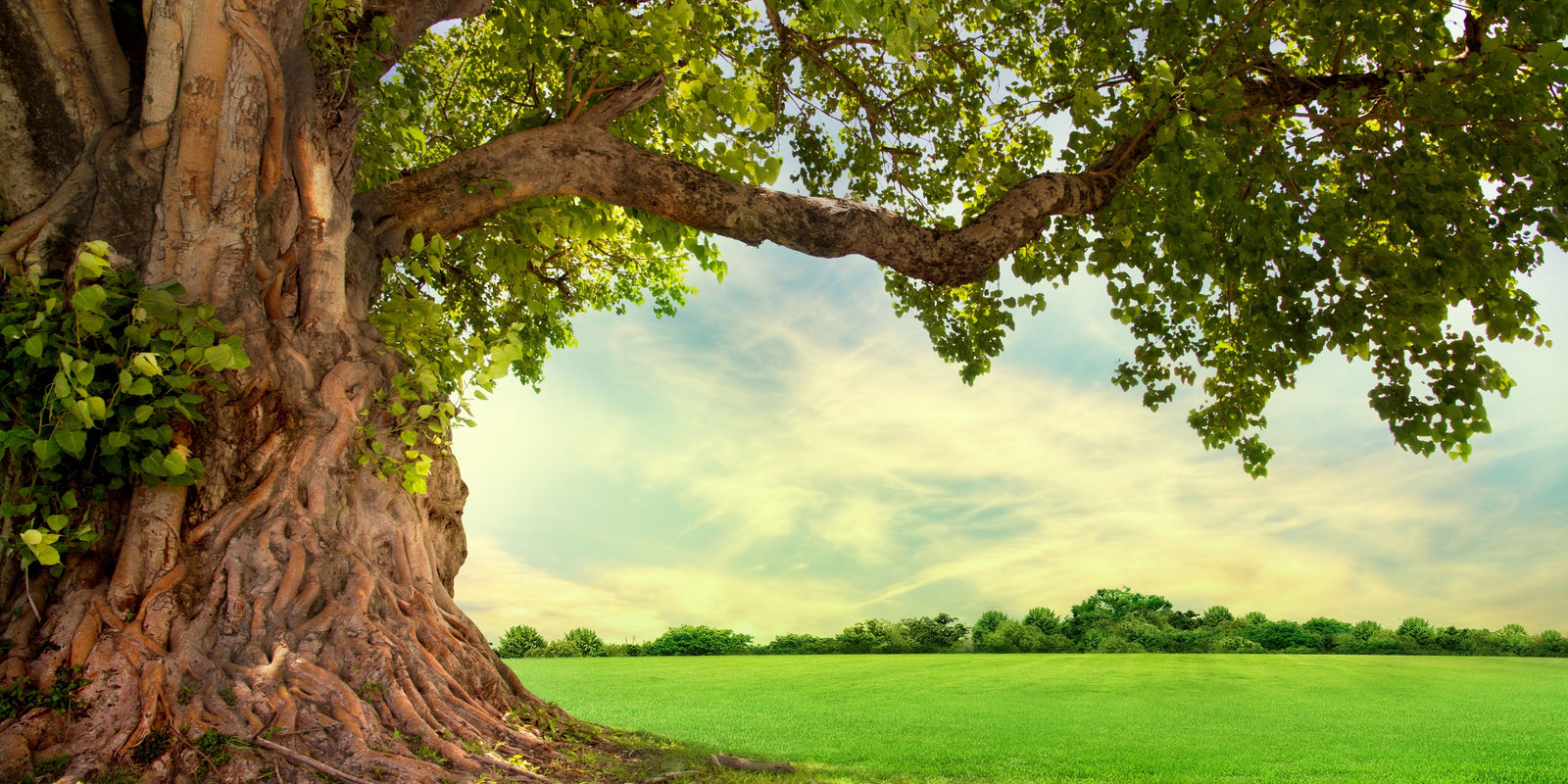 How The Nature Fix Shaped Our View of Wood Fragrances Blog Image