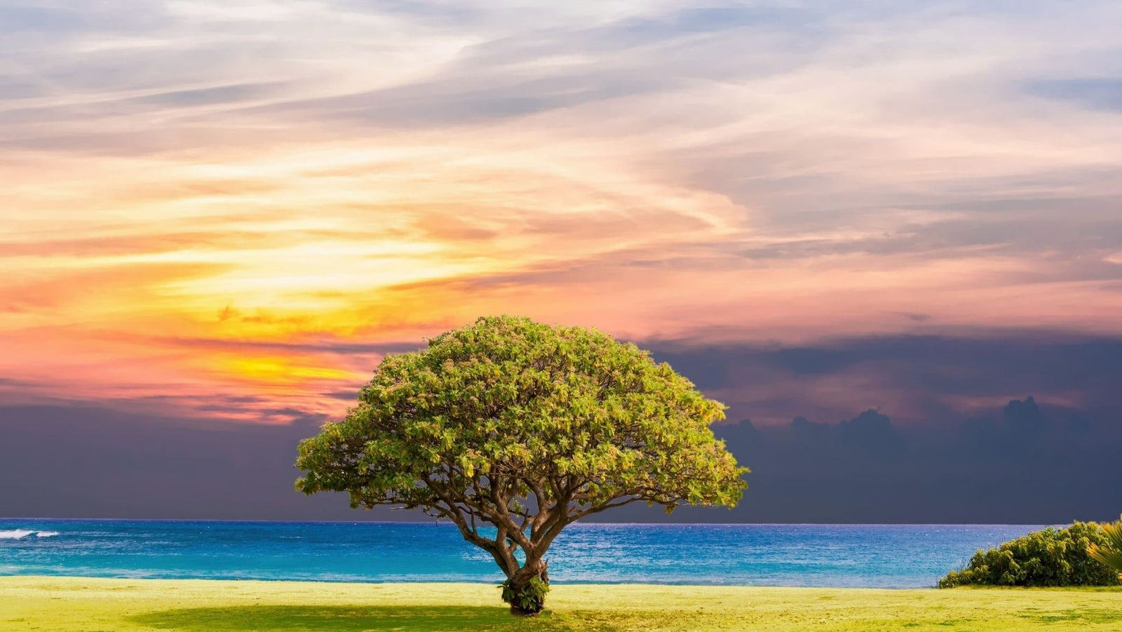 The Ideal Wood Fragrances for a Perfect Valentines Blog Image