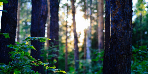 Try Out These Perfect Gift Ideas This Valentines Blog Image by Scents of Wood