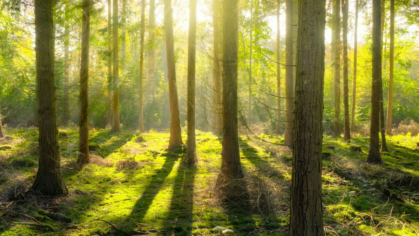 Use the Power of Scent to Start the New Year in Style Blog Image