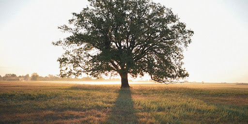 What Are The Major Fragrance Families blog image