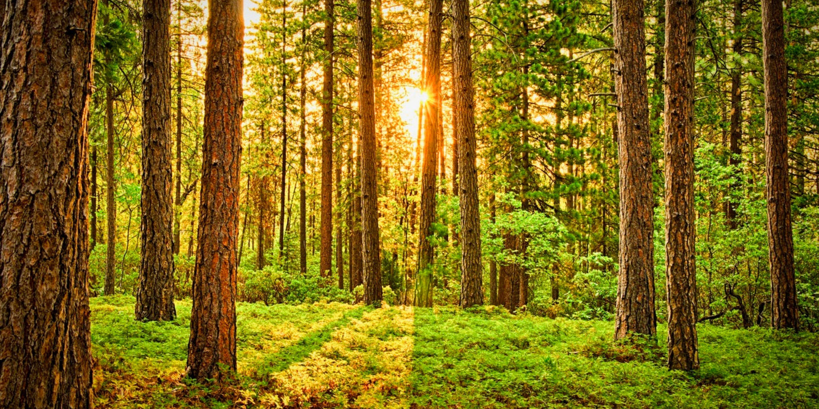 Why Do We Love Spicy Fragrances & Perfumes Blog Image