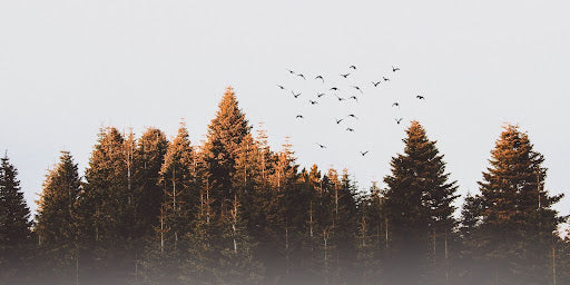 Why We Love Fantastically Fragrant Sandalwood Blog Image by Scents of Wood