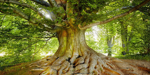 Your Crib Notes for Our Fragrances Vetiver Blog Image by Scents of Wood